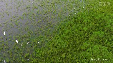 生态环境湿地白鹭升格空镜